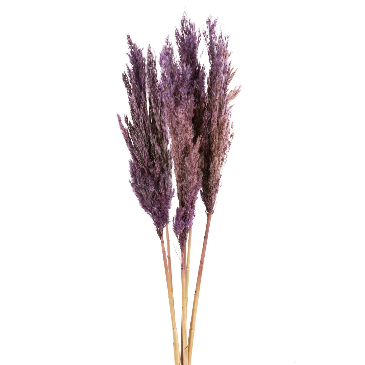 b2454ea440546468f0de7ceec7944ec1