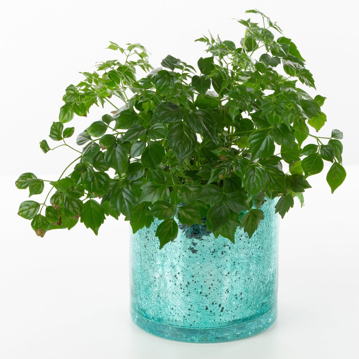 bf4e14aebdc048042a8eb75cccc4bc59